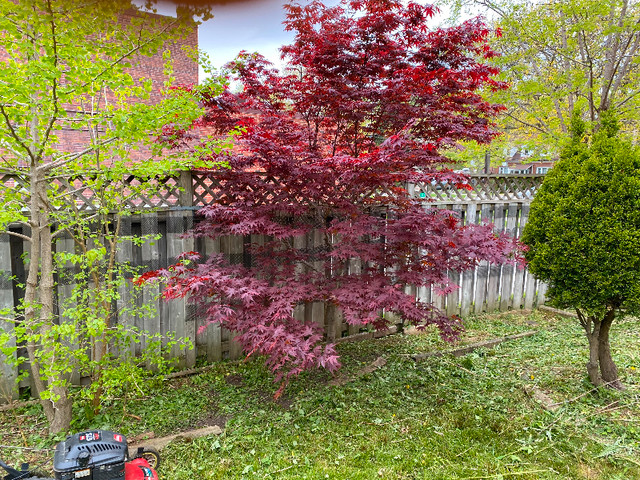 Beautiful Mature 14ft Bloodgood Japanese Maple Tree in Plants, Fertilizer & Soil in City of Toronto - Image 3