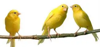 birds for sale, View more