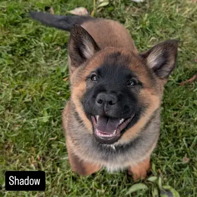 2 girls left! Our adorable second and final litter of Cow Chows (Blue Heeler x Chow Chow) is now ful...