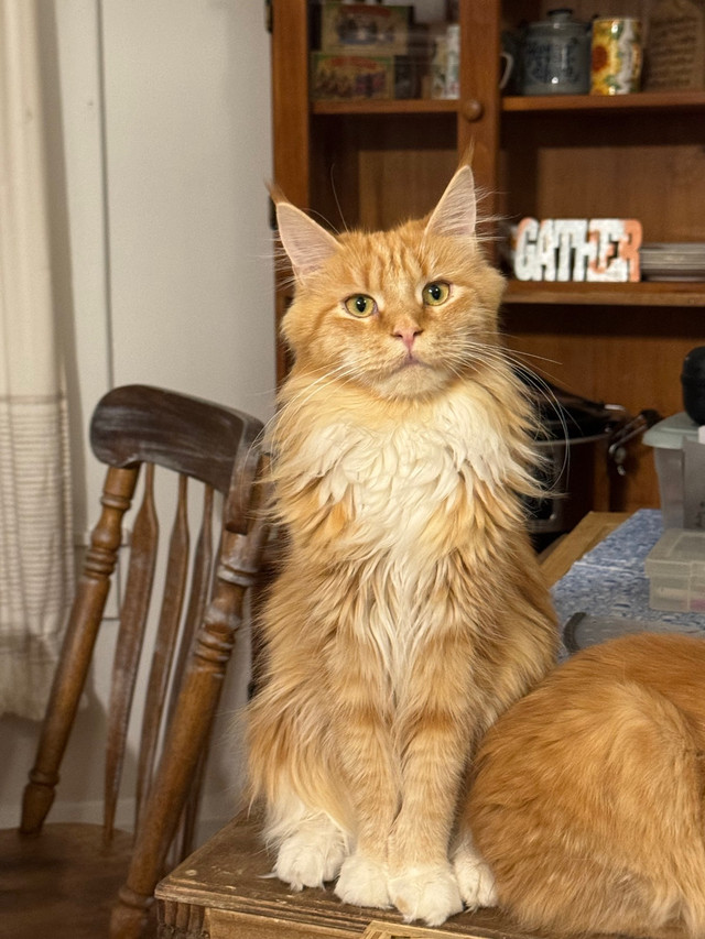Purebred Mainecoon in Cats & Kittens for Rehoming in Peterborough - Image 3