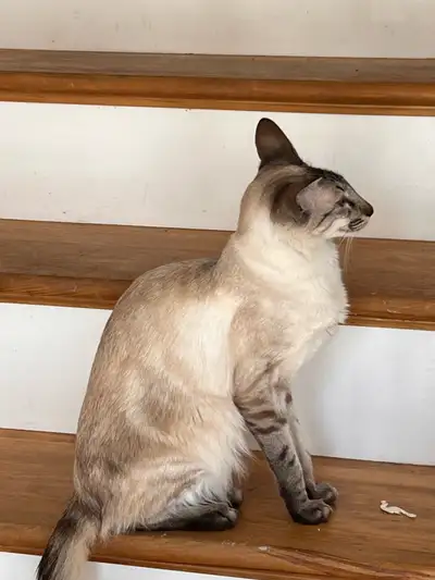 We have a number of the short haired Siamese and the longer haired Balinese variety cats. They are o...
