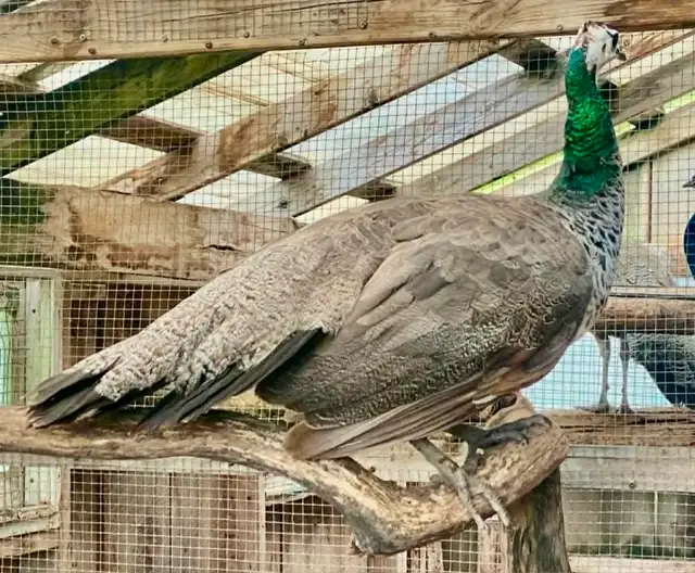 India Blue peafowl  pairs, yearlings in Livestock in Norfolk County - Image 5