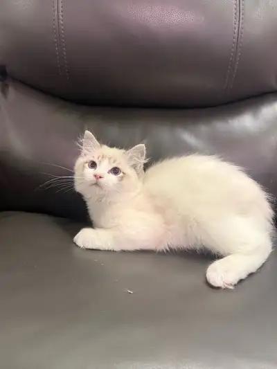Ragdoll Kittens (Price Drop), View more