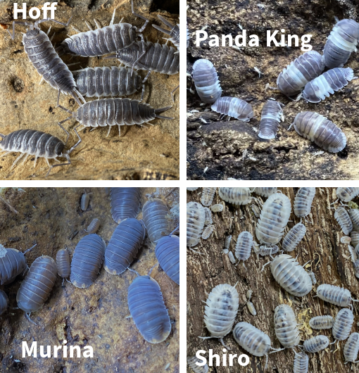 Updated Isopod List - Reduced Prices and New Pods! in Reptiles & Amphibians for Rehoming in Kingston - Image 8