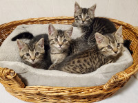American Shorthair Kittens. Free