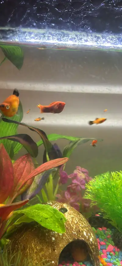 FREE adult male Molly fish and FREE young female Molly fish , View more