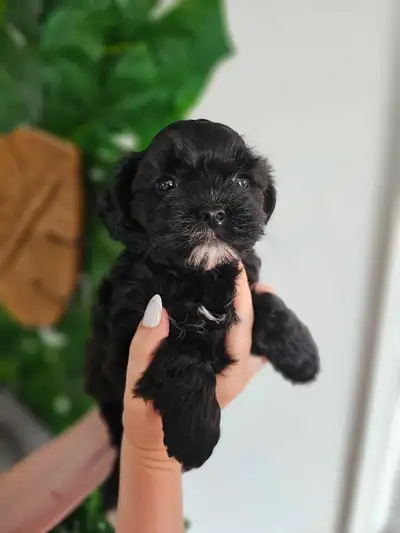 Beautiful Shihpoo Puppies for Sale (sold), View more