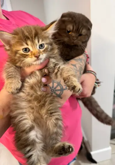 near scoudouc NB Rare Chocolate Kittens –and one beautiful black and white long hair baby girl with...