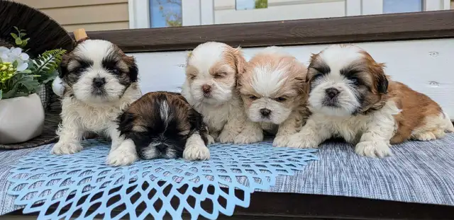 ❤️ Beautiful Shih Tzu Puppies ❤️ Ready to go today! in Dogs & Puppies for Rehoming in Winnipeg - Image 8