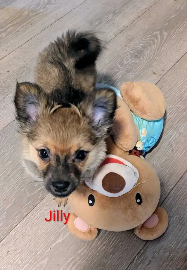 Sweet adorable Pomchi puppies in Dogs & Puppies for Rehoming in City of Toronto - Image 8