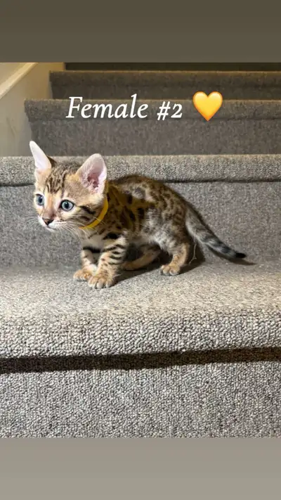 bébé bengal, View more