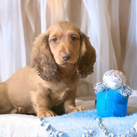 Puppies Dachshund   1 male long hair   available READY TO GO 