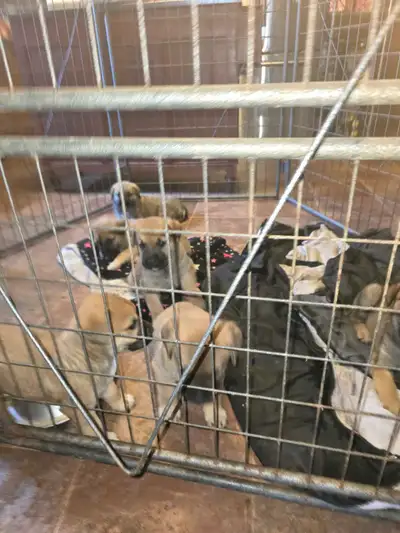 The dad is mastiff x presa mom is pure bred bouvier born jan 29 ready for their new homes 3 boys 2 g...