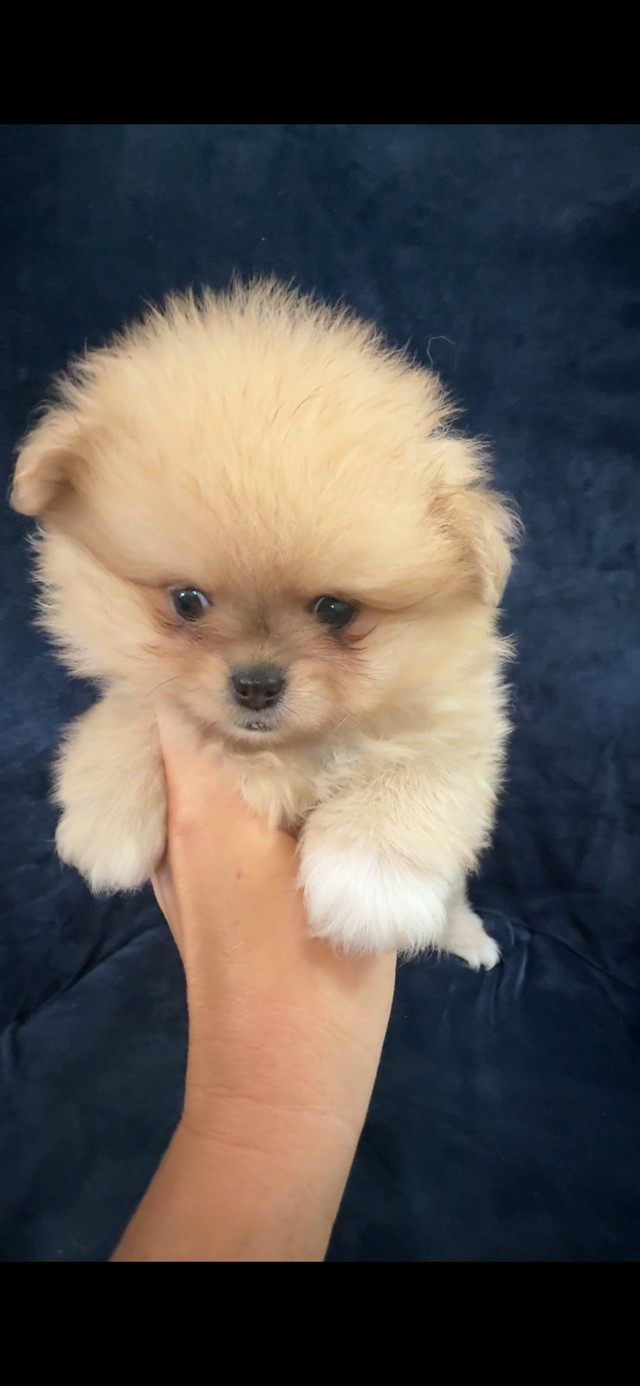 Merle Pomeranians in Dogs & Puppies for Rehoming in Markham / York Region - Image 4