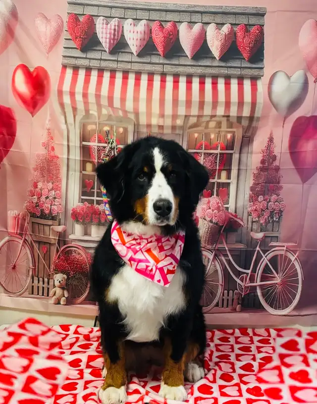 Pet Groomer/Dog Groomer in Animal & Pet Services in St. John's - Image 4