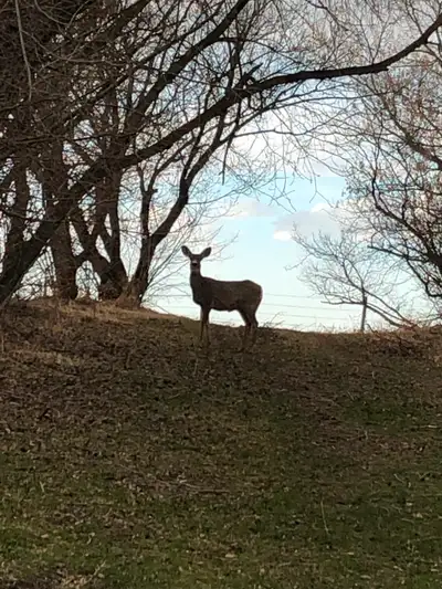 2 nice separate rms available at my SW farm property in the city
