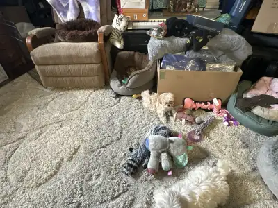 forever a puppy, View more