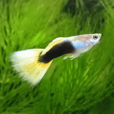 German Yellow Tuxedo Guppies, View more