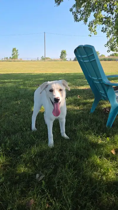 Puppy 7 months old, View more