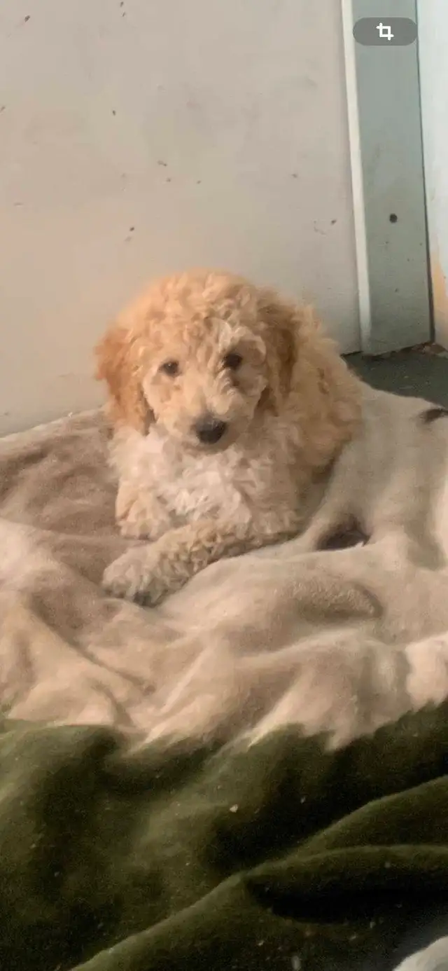 GOLDENDOODLE ( mini) in Dogs & Puppies for Rehoming in City of Montréal - Image 6