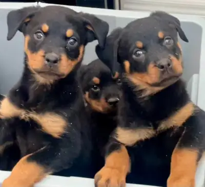 Beautiful Rottweiler puppies, View more