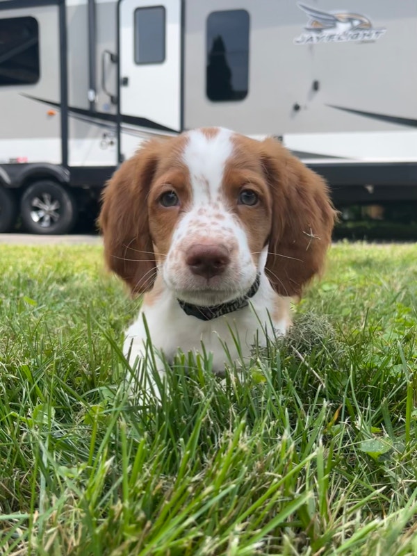 Brittany Spaniel Puppies Dogs & Puppies for Rehoming Hamilton Kijiji