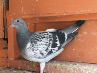 PIGEONS FOR SALE PICKERING