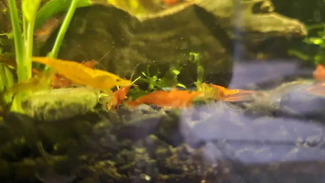 Neo shrimp - fire red, sunkist and yellow mixed in Fish for Rehoming in Richmond - Image 7