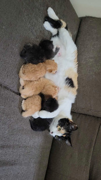 5 kittens for rehoming