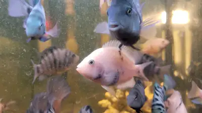 Cichlids for SALE, View more