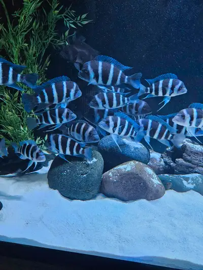 $110 each. Looking to sell about 20 f1 Zaire Moba Frontosas. Lots of males and females to choose fro...