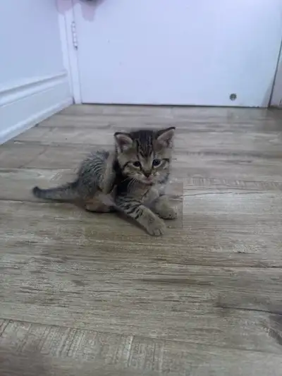 Tabby Kitten, View more