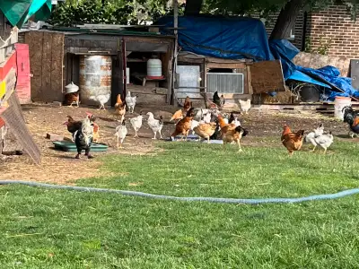 Chickens For Sale, View more
