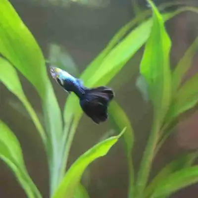 Blue Delta & Blue Delta Tuxedo Guppies, View more