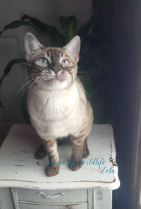 TICA registered gorgeous Bengal girls available (please email)