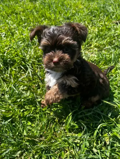 BEAUTIFUL YORKIE, View more