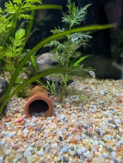 pea puffer , View more