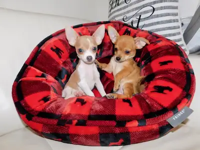 Chihuahuas puppies, View more