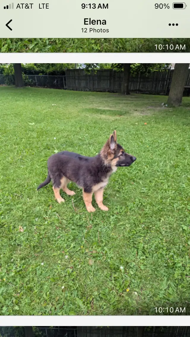 REDUCED FROM $2500  !!!!Pure Bred World Class GSD Puppies in Dogs & Puppies for Rehoming in City of Toronto - Image 11