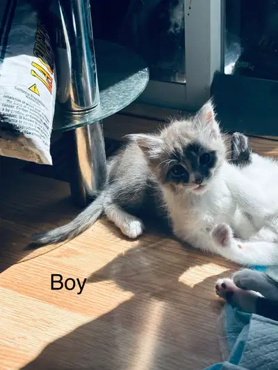 kittens for rehoming. , View more