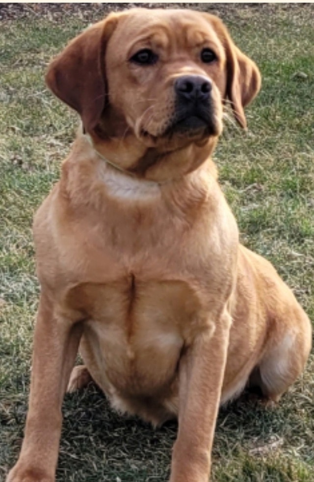 CKC Registered Labrador Retrievers Dogs & Puppies for Rehoming