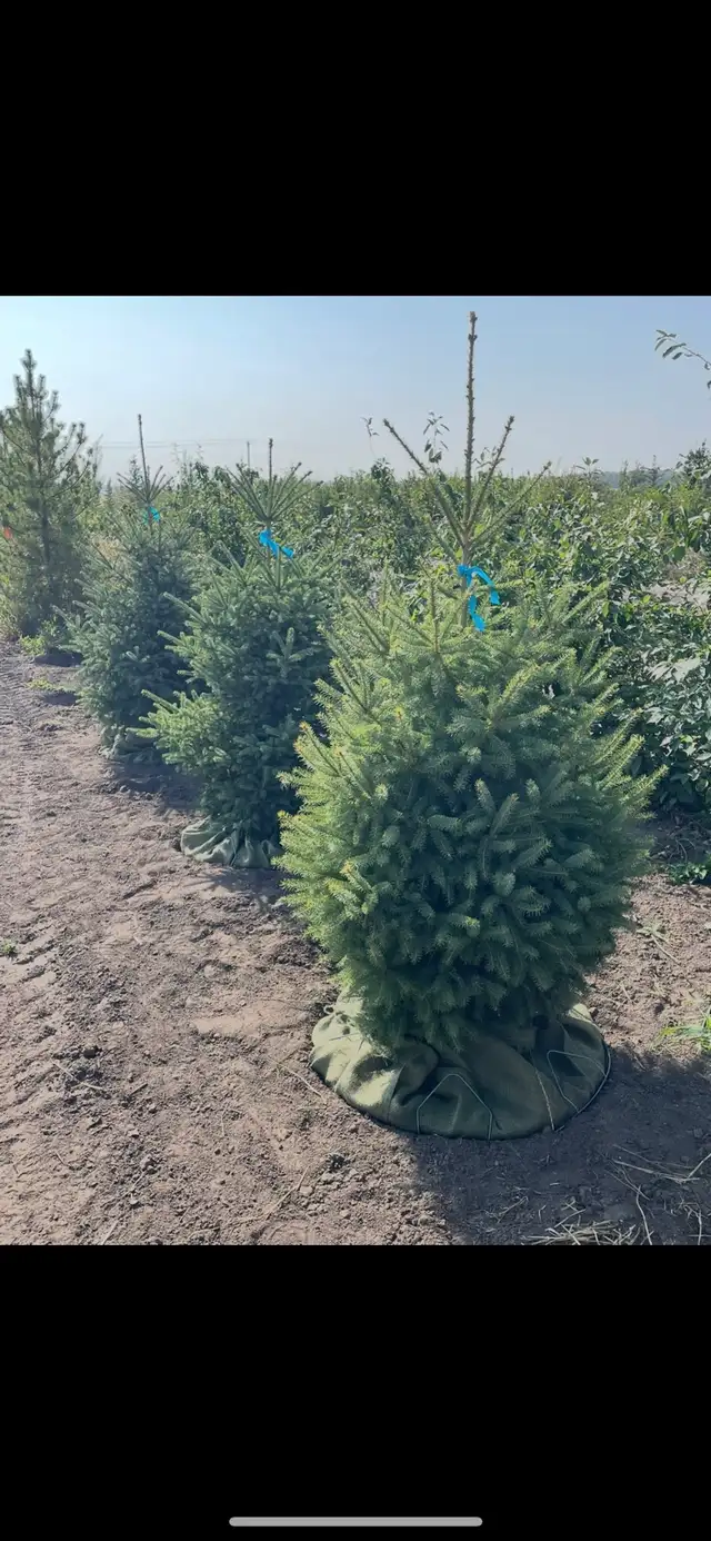 spruce trees in 32” baskets for sale