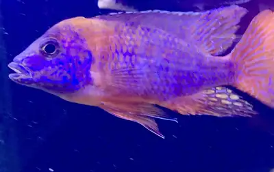 This captivating ruby red peacock cichlid male is looking for a new home! With his vibrant colours a...