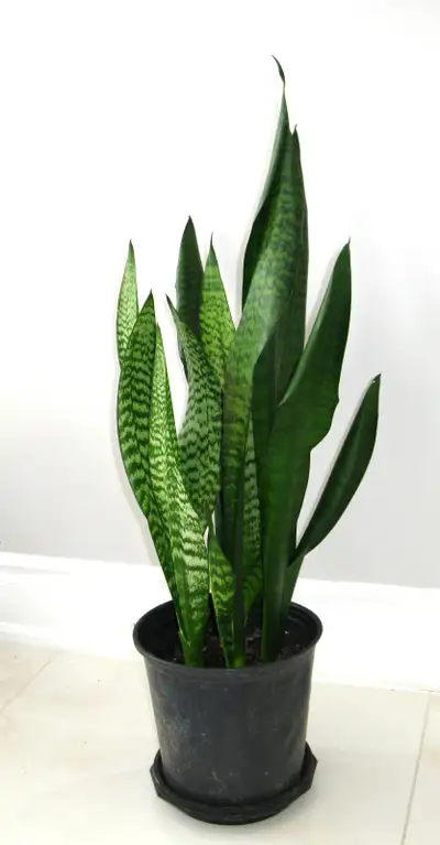 snake plant, View more