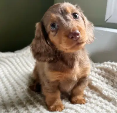 Miniature LH Dachshunds Summer/Fall 2025, View more