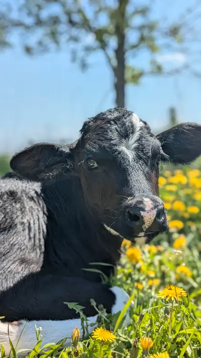 Looking for bull calf, View more