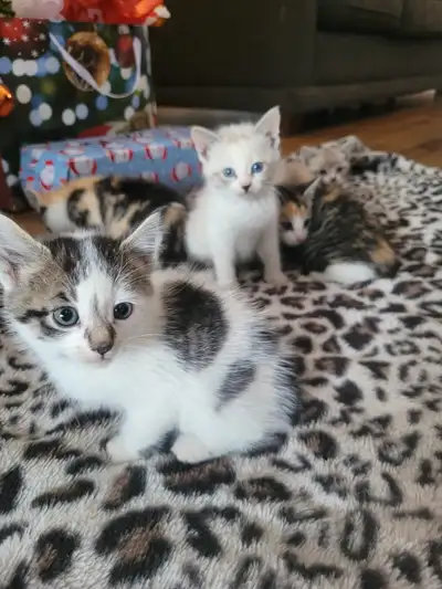 Kittens for sale, View more