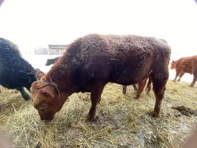 Angus x Holstein Bull , View more