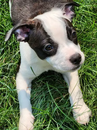 BoJack puppies, View more