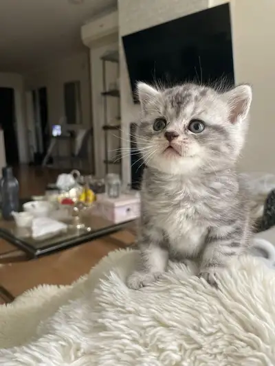   Scottish Persian kitten 